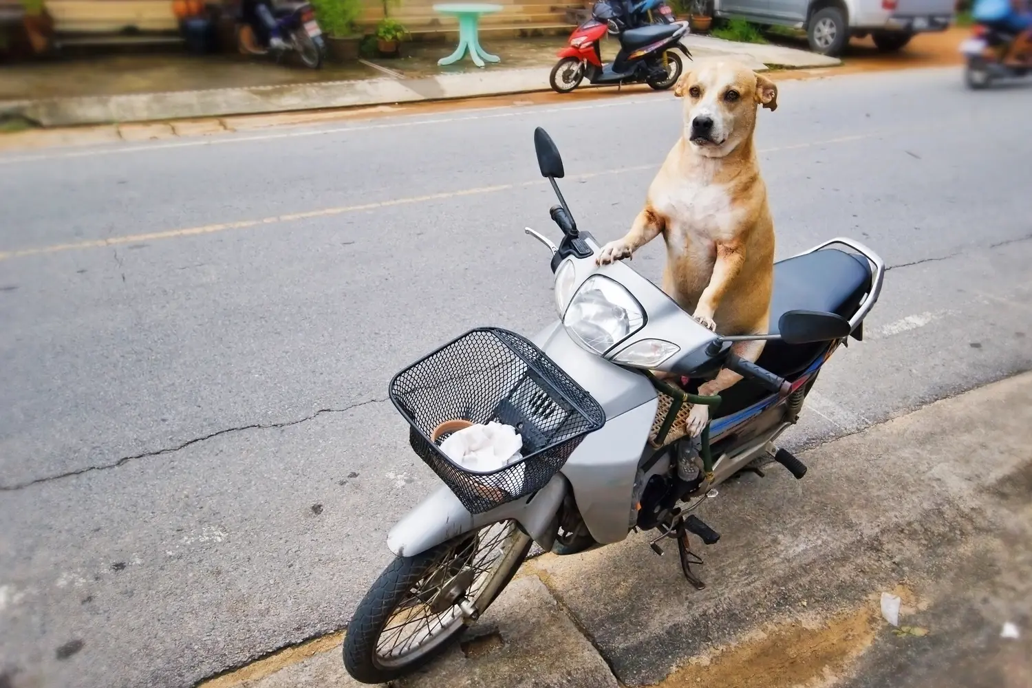 Dog on scooter in Thailand