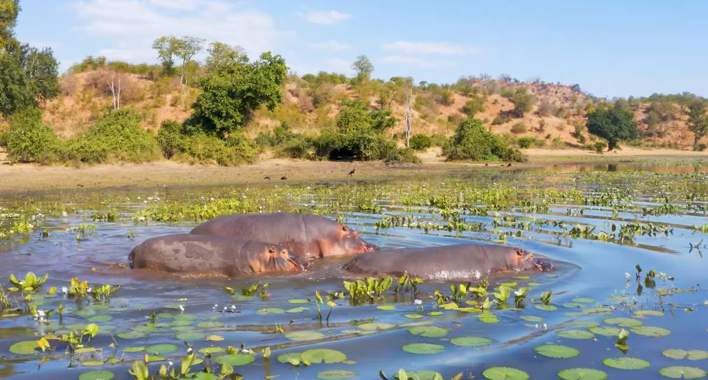 Νότια Αφρική