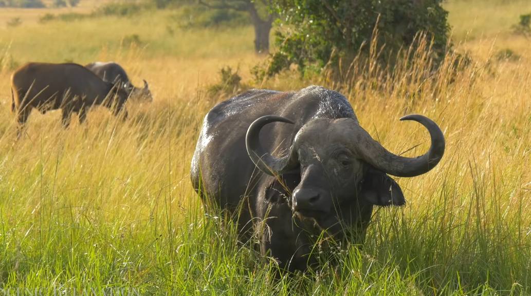 Νότια Αφρική
