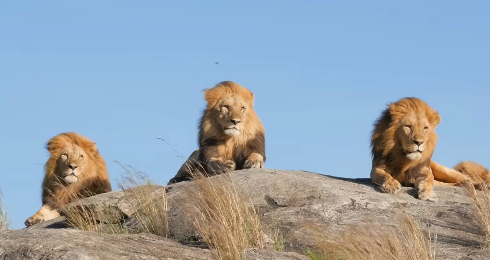 Νότια Αφρική