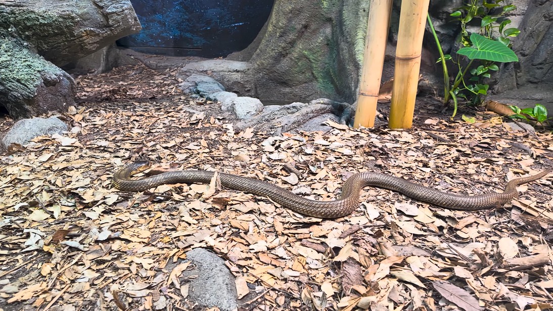Taronga Zoo
