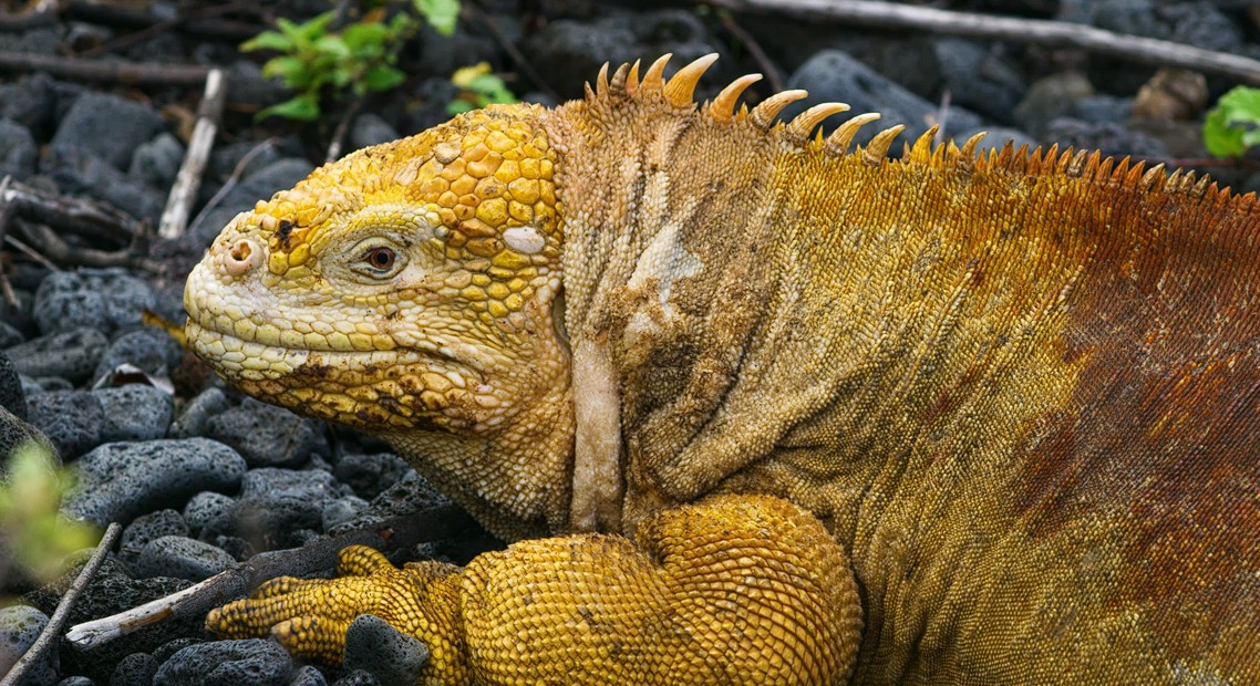 Νησιά Γκαλαπάγκος