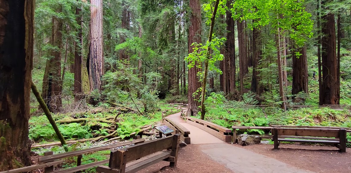Muir Woods National Monument, California
