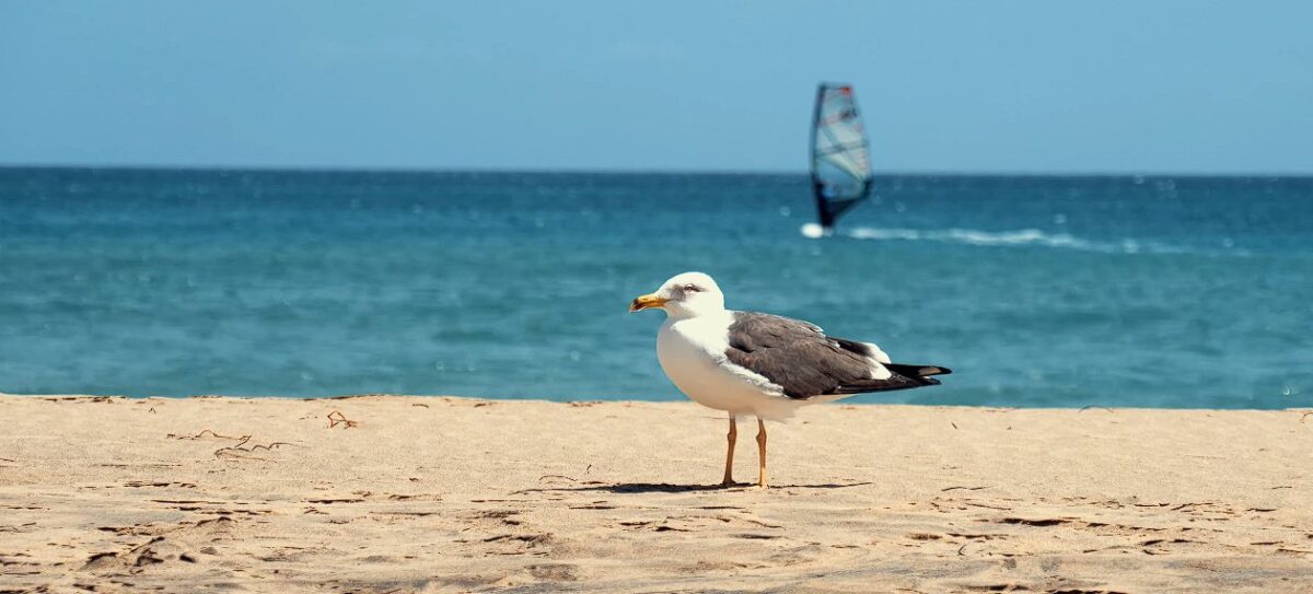 Αυτός είναι ο πιο ηλιόλουστος προορισμός διακοπών στον κόσμο - με 3.500 ώρες ηλιοφάνειας ανά έτος 8 Fuerteventura