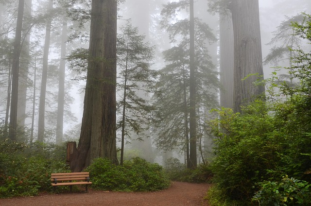 Road Trip στο Big Sur: Κόκκινα Πεύκα, Θέες Ωκεανού και Σκηνικές Πεζοπορίες 7 Δάσος κόκκινων πεύκων κέντρο φύσης