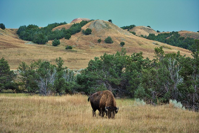 Interstate 90 Νότια Ντακότα: Ένα Road Trip στα Badlands & στο Wall Drug 3 Βίσωνας Badlands