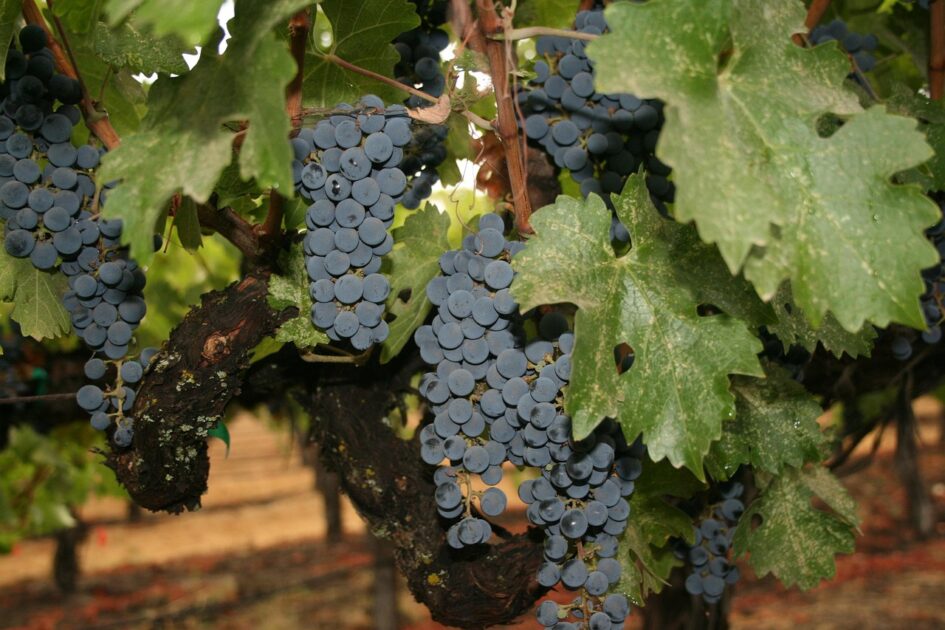 17 Από τις Πιο Γραφικές Διαδρομές με Τρένο στην Αμερική 1 napa