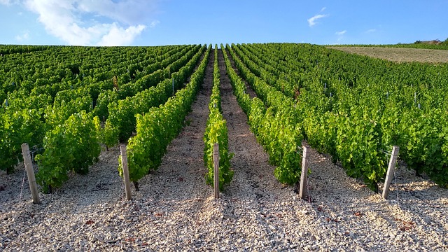 Αμπελώνας Sancerre Γαλλίας
