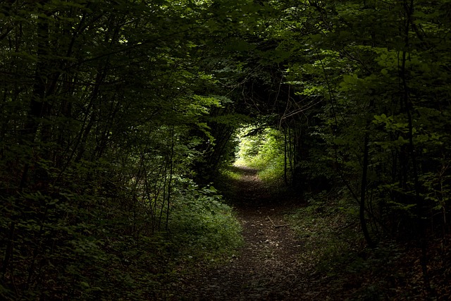 Περπατώντας το Camino de Santiago: Τι να Περιμένεις 13 Τούνελ δέντρων δασικό μονοπάτι