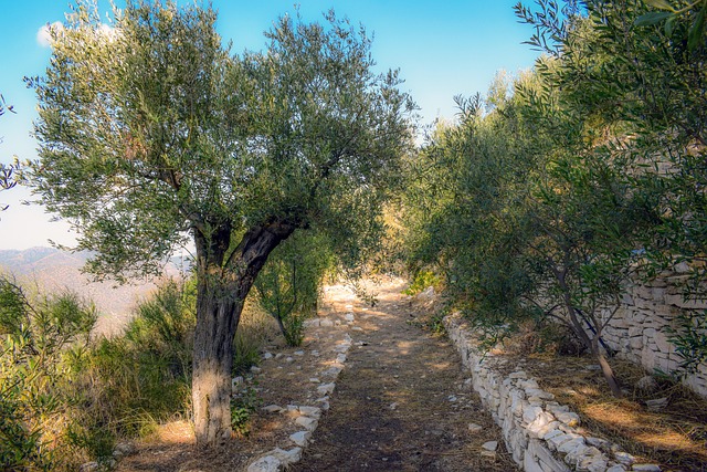 Ο «υγρός χρυσός» της Ισπανίας: Η εμπειρία του ελαιόλαδου στην Εξτρεμαδούρα 4 Ελαιώνας με ελιές στην Ισπανία